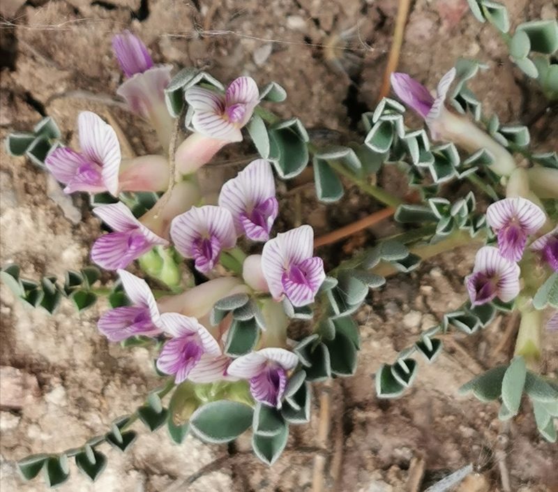 Astragalus pringlei, photographed by M. Socorro González Elizondo