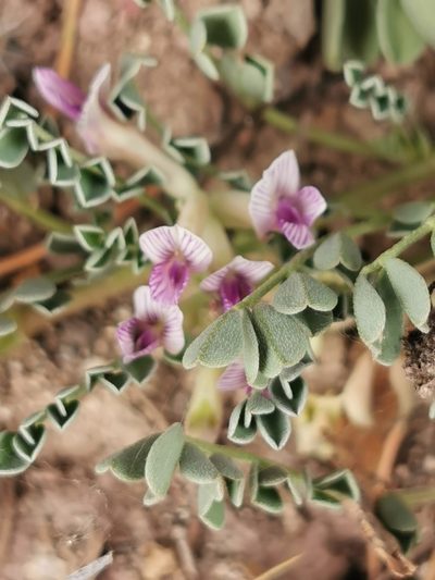 Astragalus pringlei, photographed by M. Socorro González Elizondo