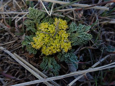 Cymopterus longipes, photographed by Mitch Van Dyke