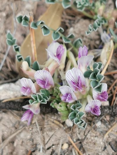 Astragalus pringlei, photographed by M. Socorro González Elizondo