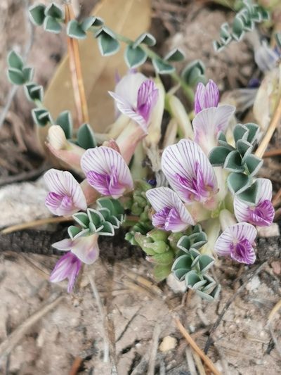 Astragalus pringlei, photographed by M. Socorro González Elizondo