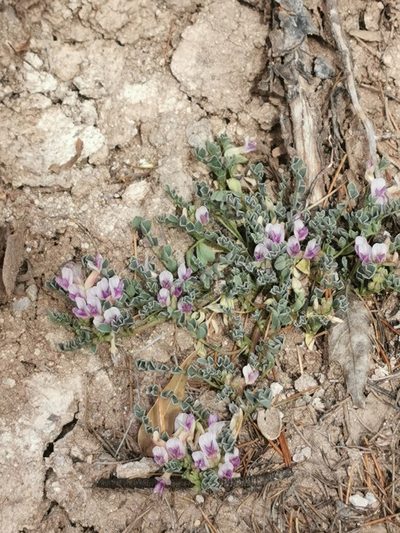 Astragalus pringlei, photographed by M. Socorro González Elizondo