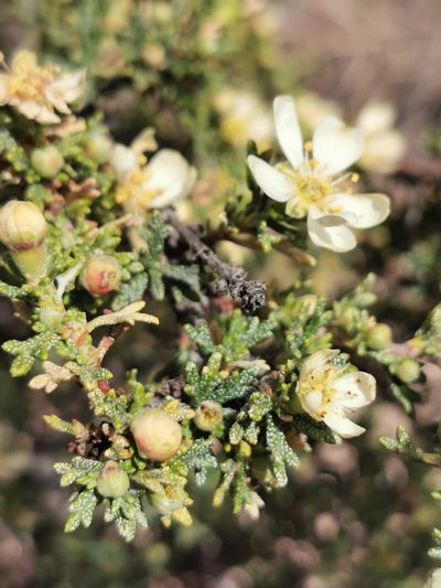 Purshia mexicana, photographed by M. Socorro González Elizondo