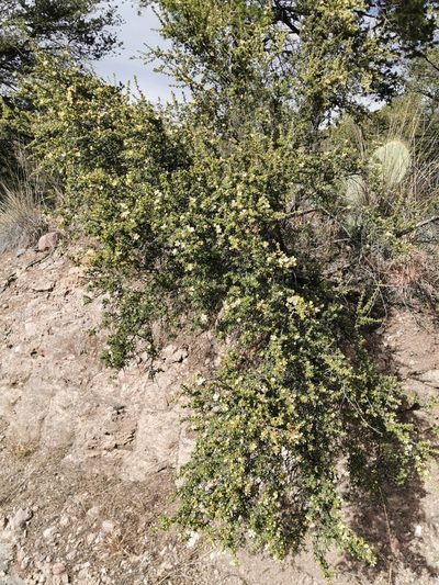Purshia mexicana, photographed by M. Socorro González Elizondo