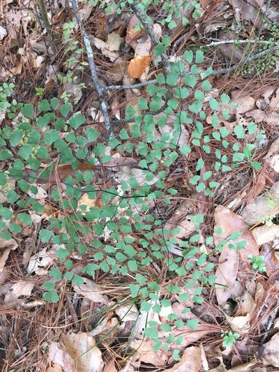 Adiantum andicola, photographed by Alan Weakley