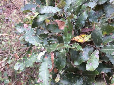 Quercus crispipilis, photographed by Alan Weakley