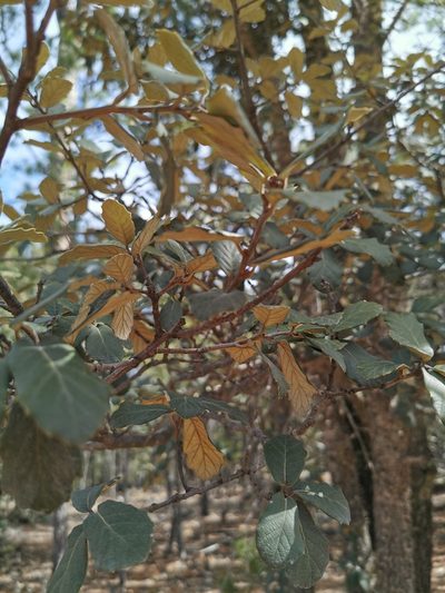 Quercus sideroxyla, photographed by M. Socorro González Elizondo