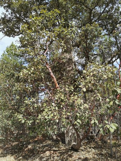 Arbutus bicolor, photographed by M. Socorro González Elizondo
