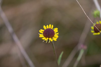 Helenium brevifolium, photographed by Jessica