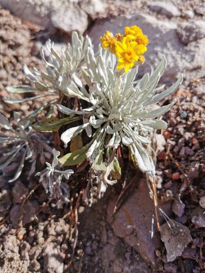 Packera candidissima, photographed by M. Socorro González Elizondo