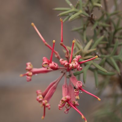 Grevillea huegelii, photographed by Kym Nicolson