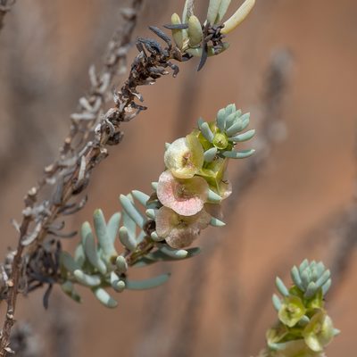Maireana triptera, photographed by Kym Nicolson