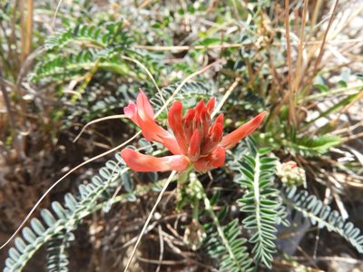 Astragalus sanguineus, photographed by Leticia Jiménez Hernández