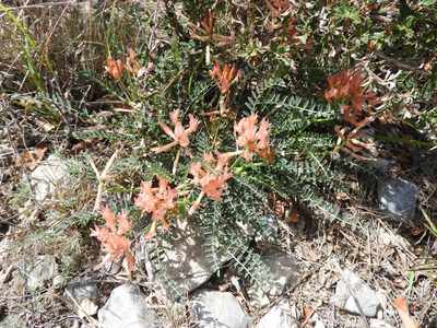 Astragalus sanguineus, photographed by Leticia Jiménez Hernández