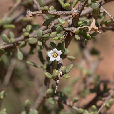 Lycium australe, photographed by Kym Nicolson