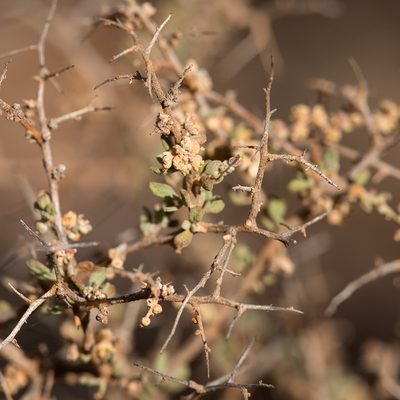 Chenopodium ulicinum, photographed by Kym Nicolson