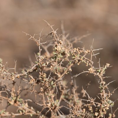 Chenopodium ulicinum, photographed by Kym Nicolson