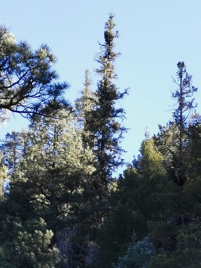 Picea chihuahuana, photographed by M. Socorro González Elizondo