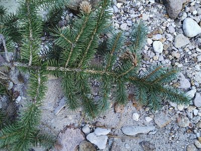 Picea chihuahuana, photographed by M. Socorro González Elizondo