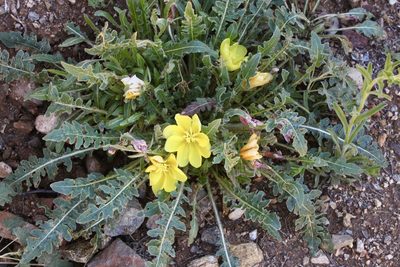 Oenothera primiveris, photographed by Fluff Berger