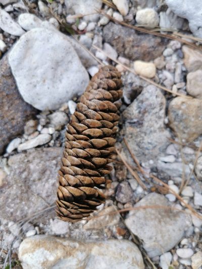 Picea chihuahuana, photographed by M. Socorro González Elizondo
