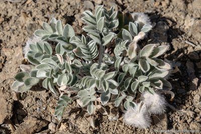 Astragalus newberryi, photographed by Tim Messick