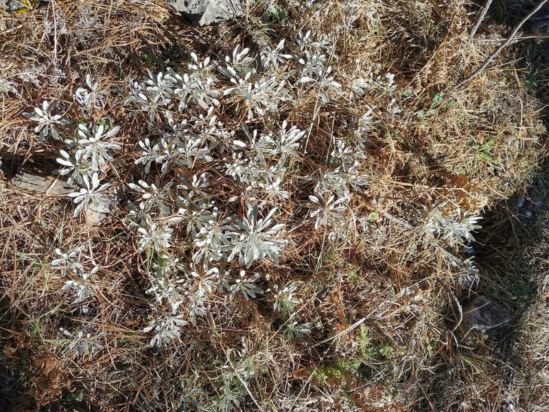 Packera candidissima, photographed by M. Socorro González Elizondo