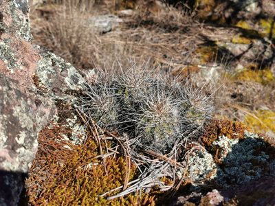 Echinocereus polyacanthus, photographed by M. Socorro González Elizondo