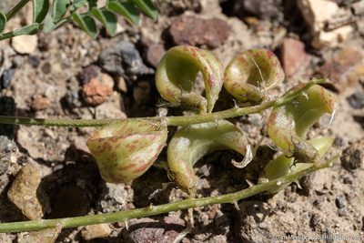 Astragalus iodanthus, photographed by Tim Messick