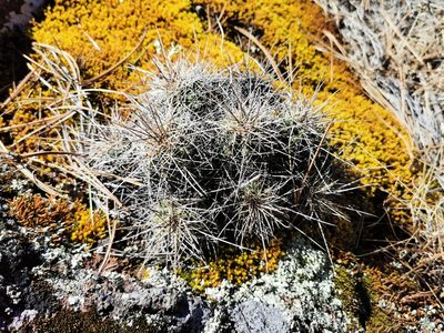 Echinocereus polyacanthus, photographed by M. Socorro González Elizondo
