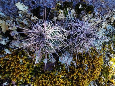 Echinocereus polyacanthus, photographed by M. Socorro González Elizondo