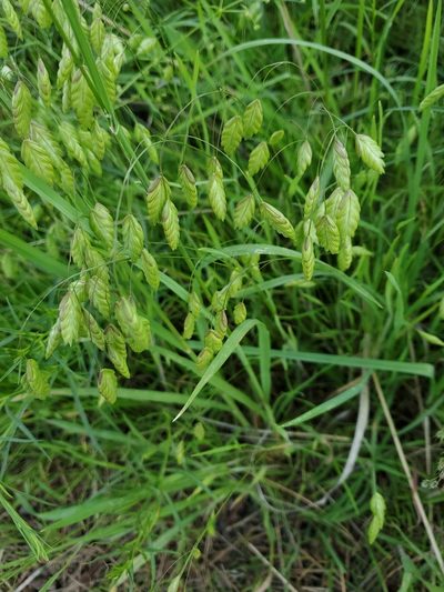 Bromus briziformis, photographed by Dan Horowitz