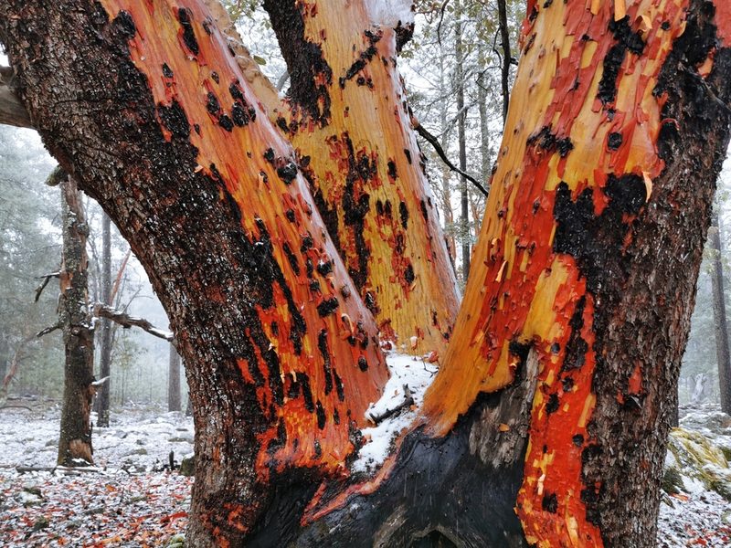 Arbutus bicolor, photographed by M. Socorro González Elizondo