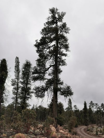 Quercus sideroxyla, photographed by M. Socorro González Elizondo