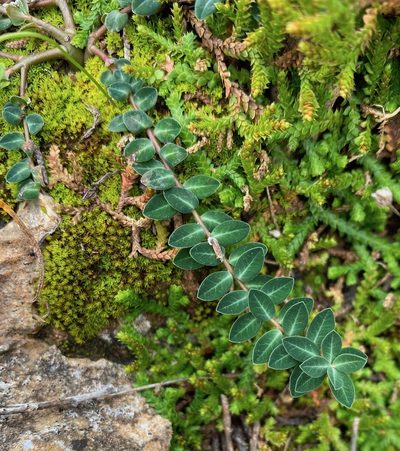 Euphorbia dimorphocaulon, photographed by desertnaturalist