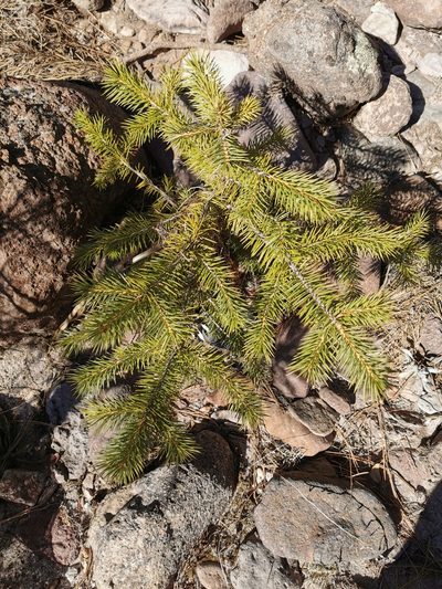 Picea chihuahuana, photographed by M. Socorro González Elizondo