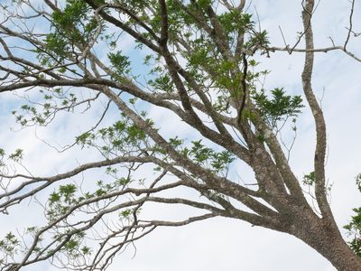 Zanthoxylum avicennae, photographed by Jacy Chen