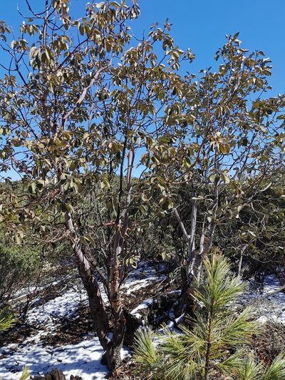 Arbutus bicolor, photographed by M. Socorro González Elizondo