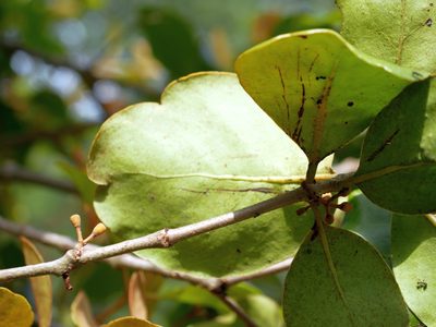 Taxillus liquidambaricola, photographed by Jacy Chen