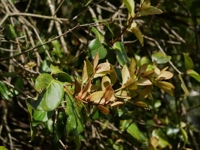 Taxillus liquidambaricola, photographed by Jacy Chen