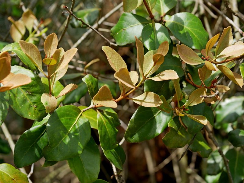 Taxillus liquidambaricola, photographed by Jacy Chen