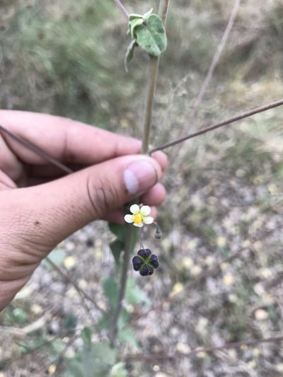 Wissadula amplissima, photographed by Claudio Cantú Muñiz