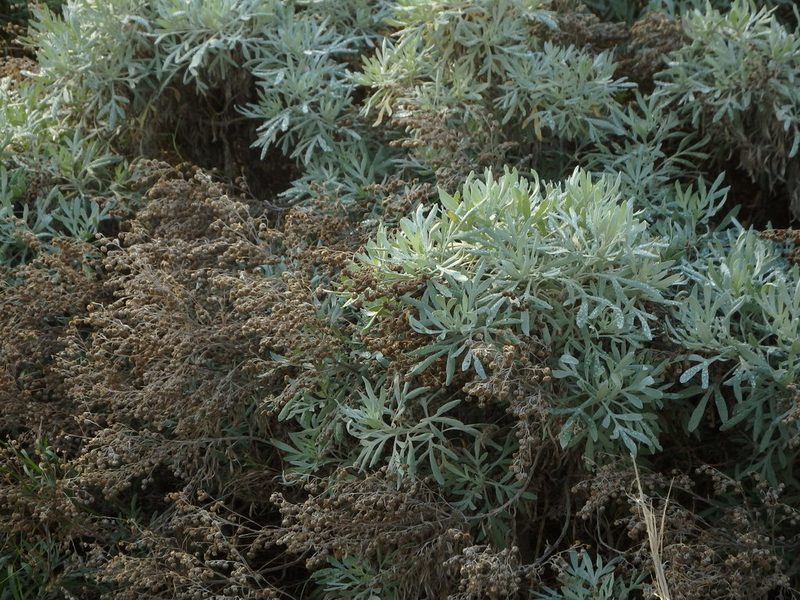 Artemisia argentea, photographed by Duarte Frade