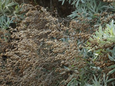 Artemisia argentea, photographed by Duarte Frade