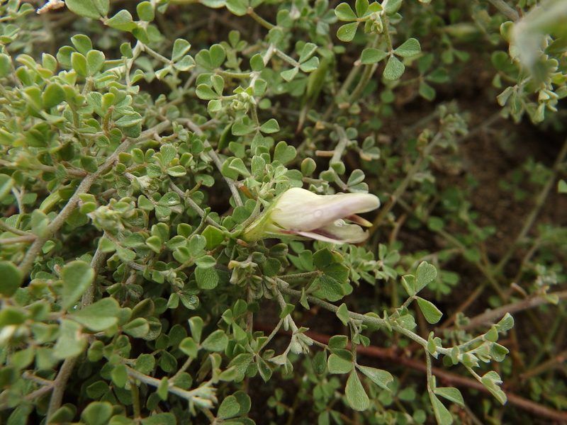 Lotus macranthus, photographed by Duarte Frade