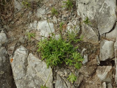 Tolpis succulenta, photographed by Duarte Frade