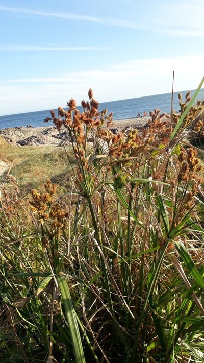 Cyperus prolixus, photographed by Alice Moore