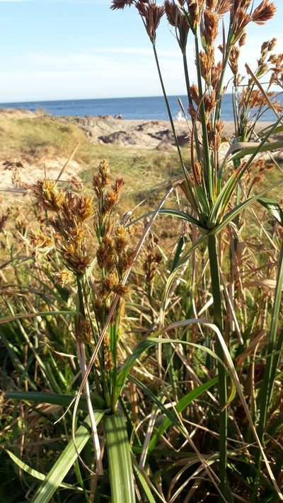 Cyperus prolixus, photographed by Alice Moore
