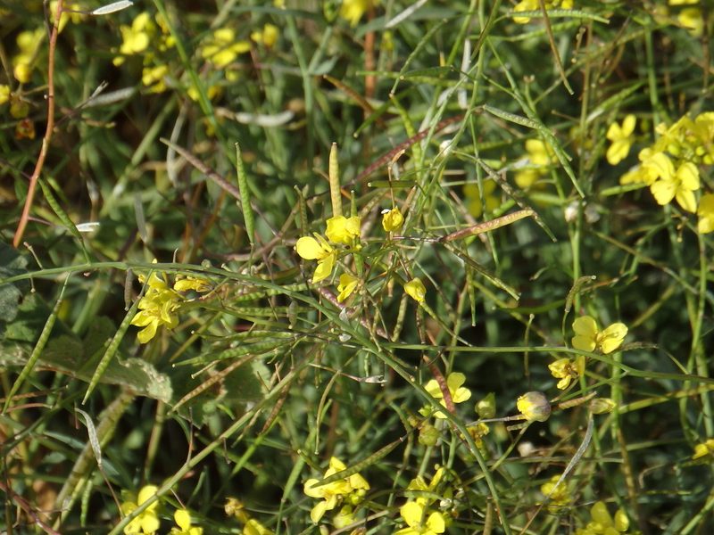 Diplotaxis catholica, photographed by Duarte Frade