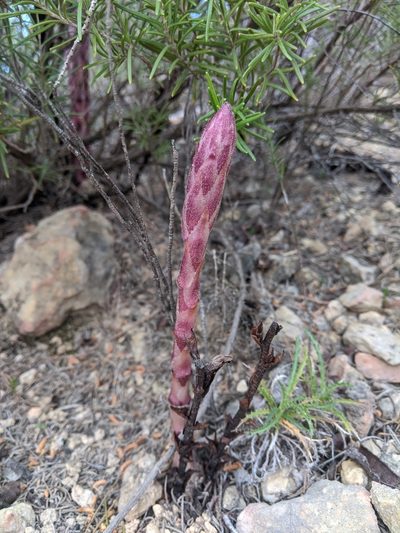 Orobanche latisquama, photographed by Johannes